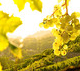 Secrets To Wine Tasting